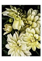 Lemon Dahlias II Fine Art Print