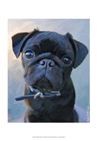 Pug Baby Blue Fine Art Print