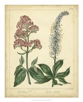 Garden Flora VI Fine Art Print