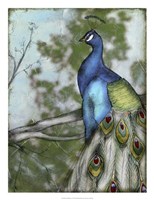 20" x 26" Peacock Pictures
