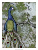 Peacock Reflections II Fine Art Print