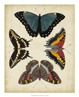 Display of Butterflies I Framed Print