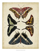 Display of Butterflies II Framed Print