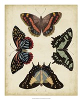 Display of Butterflies IV Framed Print