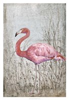 American Flamingo II Fine Art Print