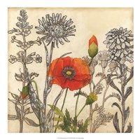 Emerging Poppy Fine Art Print