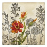 Emerging Lily Fine Art Print