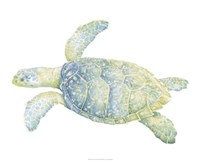 Tranquil Sea Turtle II Framed Print