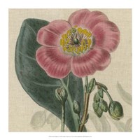 Floral Delight IV Fine Art Print