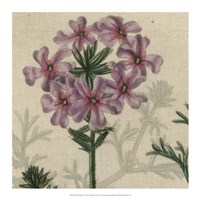 Floral Delight VI Fine Art Print