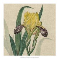 Floral Delight VII Fine Art Print