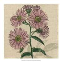 Floral Delight VIII Fine Art Print