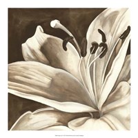 Sepia Lily I Fine Art Print