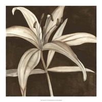 Sepia Lily II Fine Art Print