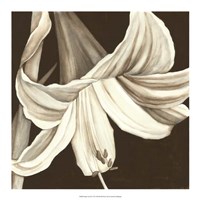 Sepia Lily III Fine Art Print