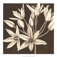 Sepia Lily IV Fine Art Print