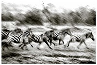 Stampeding Zebra Fine Art Print