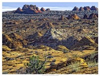 View from Coyote Buttes Fine Art Print