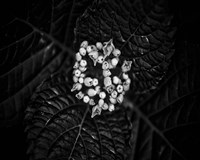 Poetry IV Fine Art Print