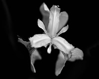 Poetry V Fine Art Print