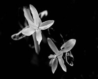 Poetry VI Fine Art Print