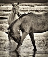 Beach Horses I Framed Print