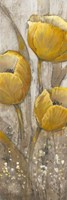 Ochre Tulips II by Timothy O'Toole - various sizes
