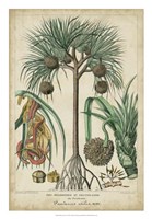 Palma Exotica I Fine Art Print