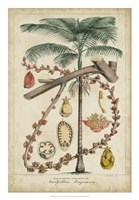 Palma Exotica II Fine Art Print