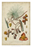 Palma Exotica III Fine Art Print
