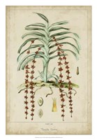 Palma Exotica IV Fine Art Print