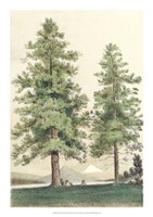 Majestic Pine II Fine Art Print