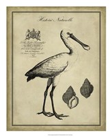 Antiquarian Spoonbill Fine Art Print