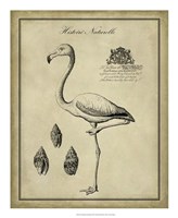 Antiquarian Flamingo Fine Art Print