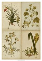 Botanical Montage II Framed Print