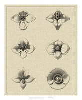 Floral Rosette IV Fine Art Print