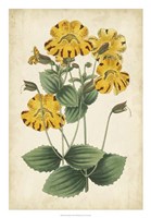 Botanical Display I Fine Art Print