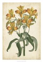 Botanical Display III Fine Art Print