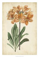 Botanical Display V Fine Art Print