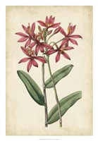 Botanical Display VI Fine Art Print
