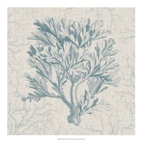Coral Motif I Fine Art Print