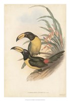 Tropical Toucans IV Fine Art Print