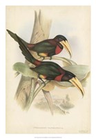 Tropical Toucans VII Fine Art Print