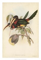 Tropical Toucans VIII Fine Art Print