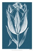 Chromatic Tulips I Fine Art Print