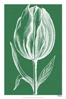 Chromatic Tulips II Fine Art Print