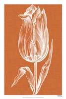 Chromatic Tulips III Fine Art Print