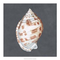 Shell on Slate I Fine Art Print
