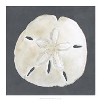 Shell on Slate II by Megan Meagher - 18" x 18"