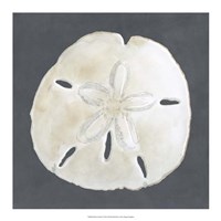 Shell on Slate II Fine Art Print